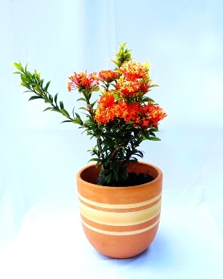 Ixora zapote