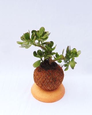 Jade macho en kokedama