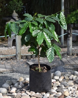 Planta de café